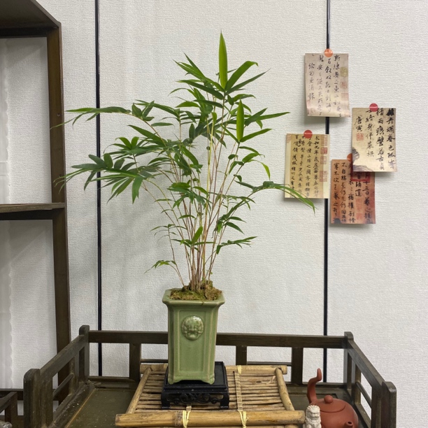 红观音竹精品室内竹子盆景茶桌精品盆景办公室盆景