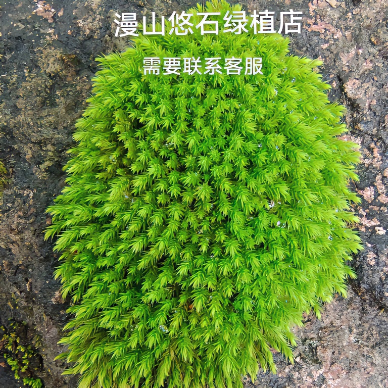 各类花卉绿植、造景石头  、坨坨、 绿色盆栽造景组合直播间链接