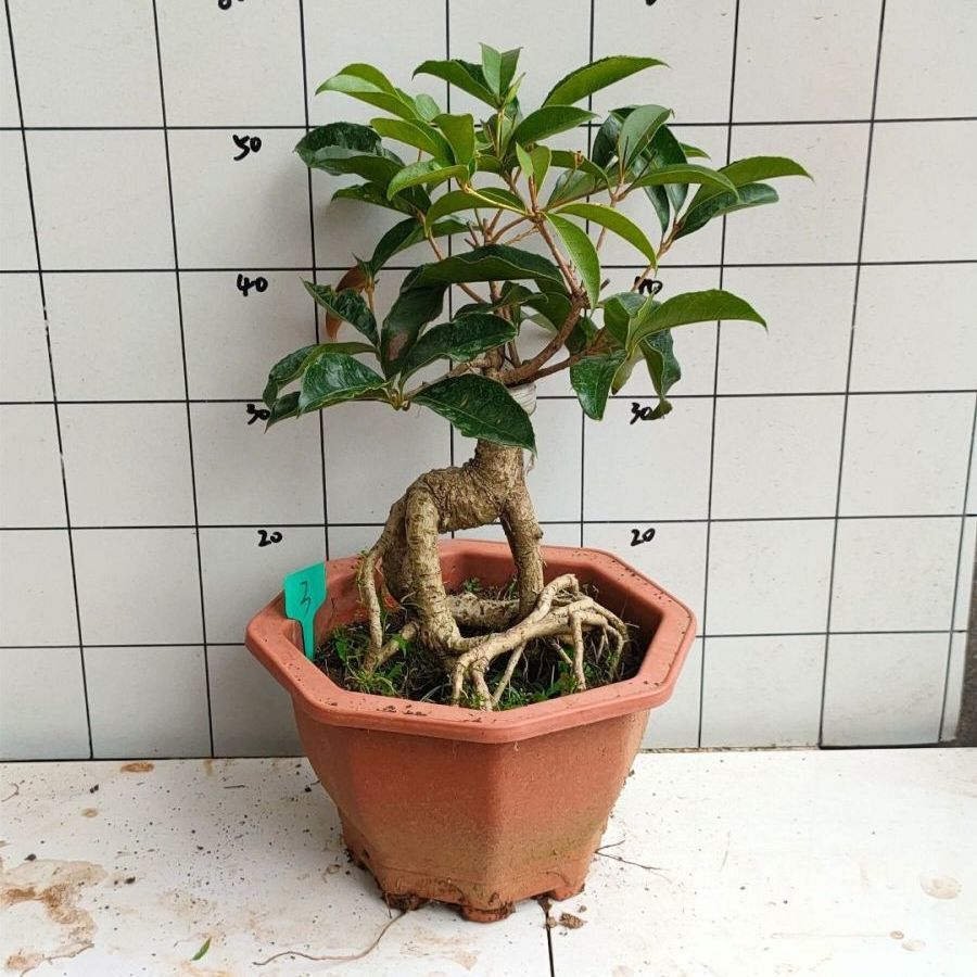 老桩桂花一物一拍佛顶珠四季桂红花丹桂天香台阁金桂爆香