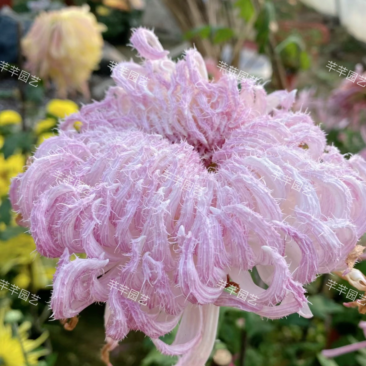 【鹅毛粉黛】菊花（盆栽）原盆发货（盆坏不赔