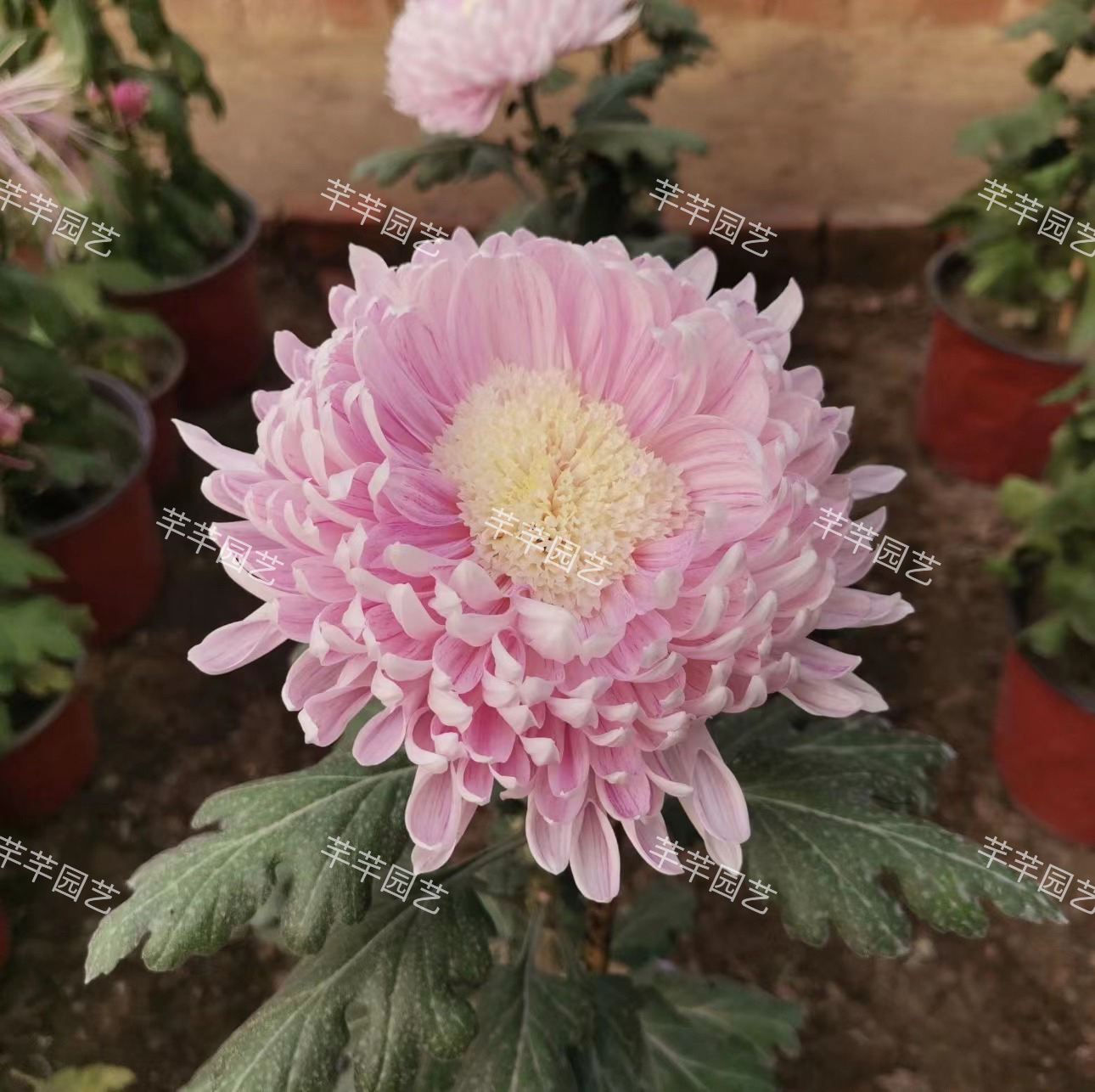 【杨芳吐蕊】菊花（盆栽）原盆发货（盆坏不赔