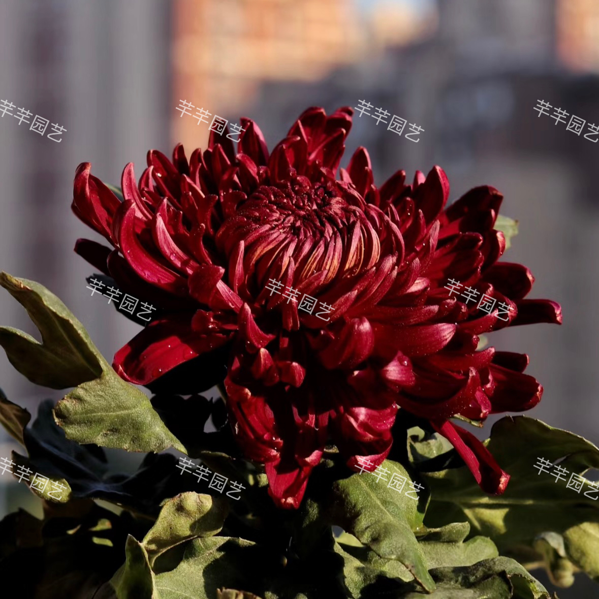 大菊【墨王】成品苗 刚上花苞（七天养死包赔）原盆原土发货