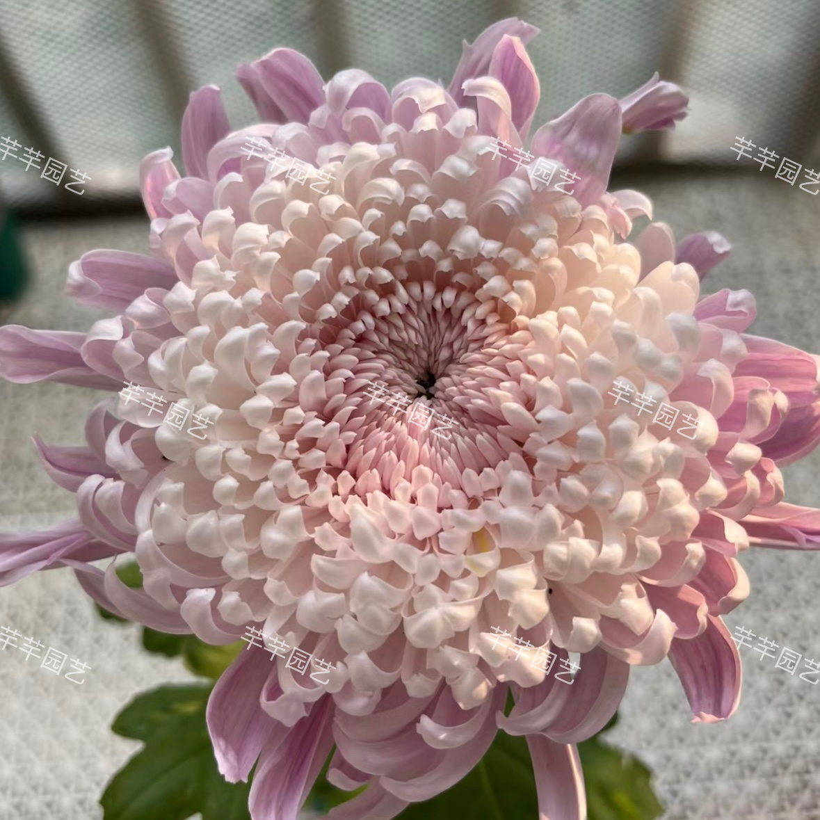 【洹水·映月】菊花（盆栽）原盆发货（盆坏不赔
