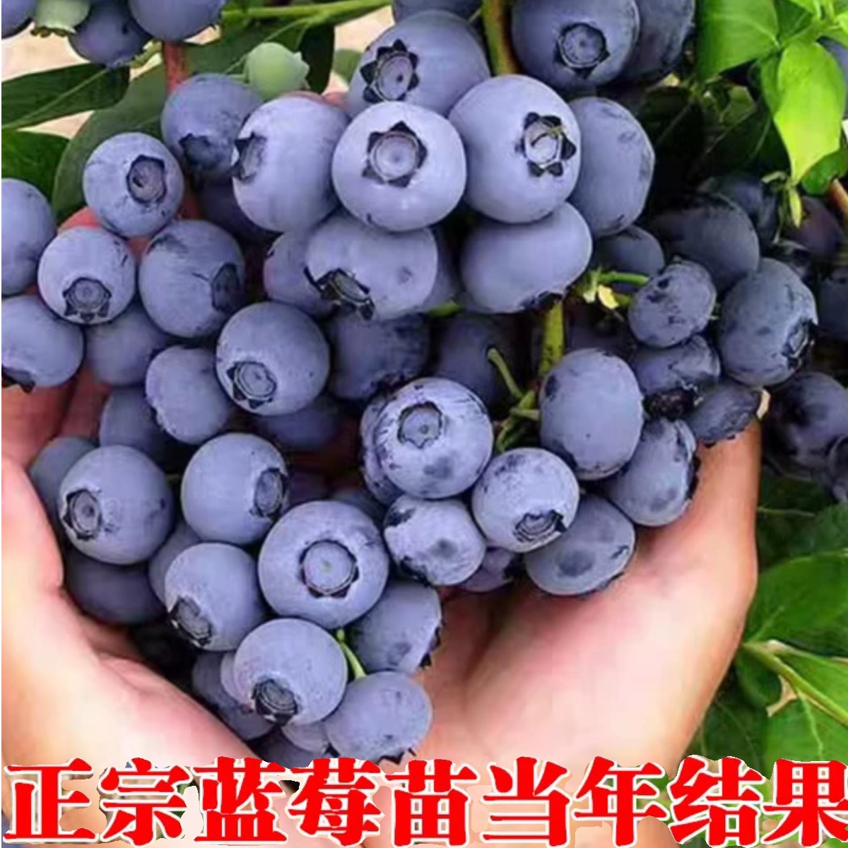 笙笛抗寒蓝莓树苗蓝莓正宗盆栽地栽蓝莓苗南方北方种植苗果树
