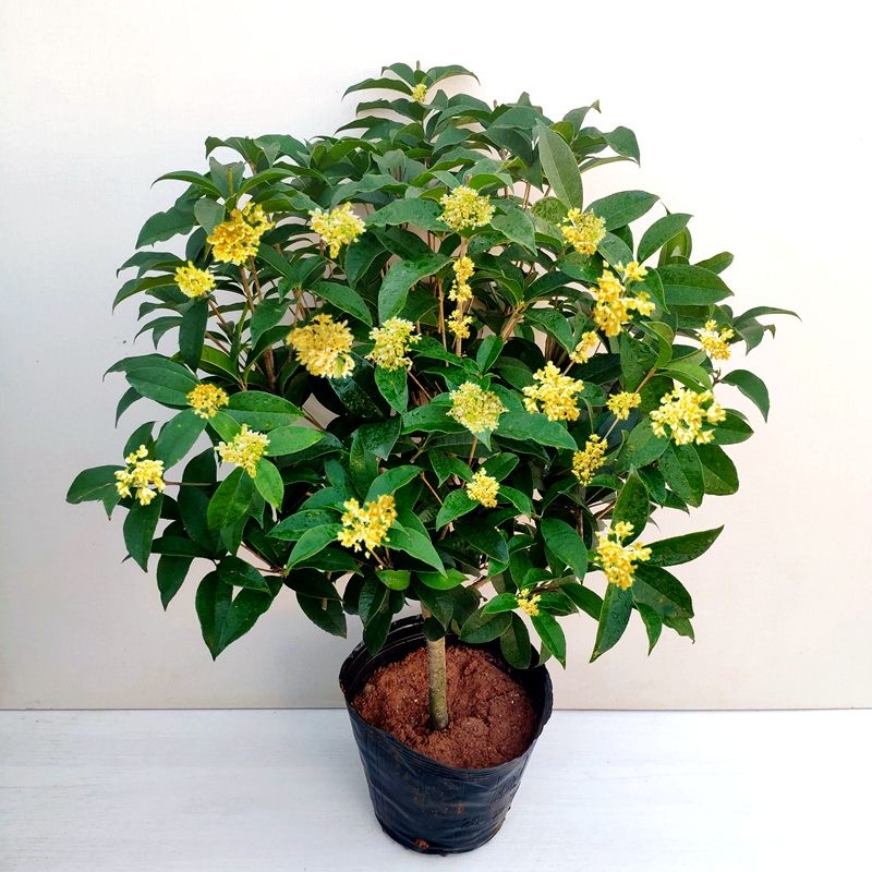 精选盆栽电视柜（六年苗）绿植常绿养护移植种植栽庭院桂花盆栽