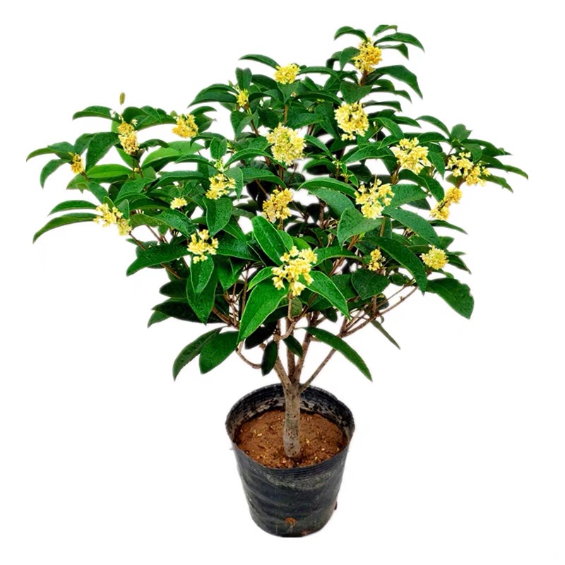 四季桂花树苗盆栽四季开花开花香型室内植物庭院地栽盆景好养易活