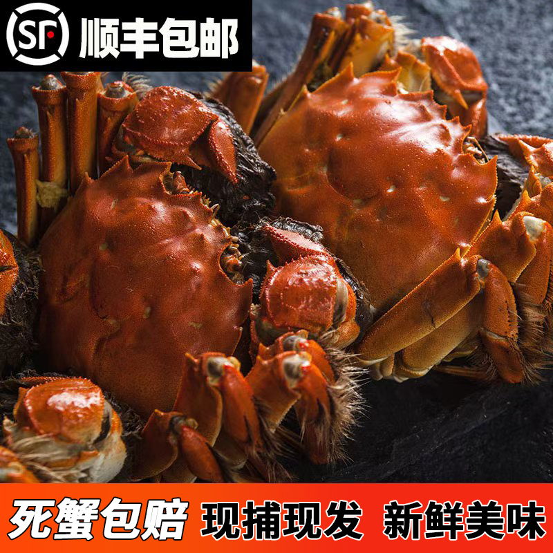 【活蟹】精品2.6两-2.3公蟹加2两母蟹共10只送两只礼盒装