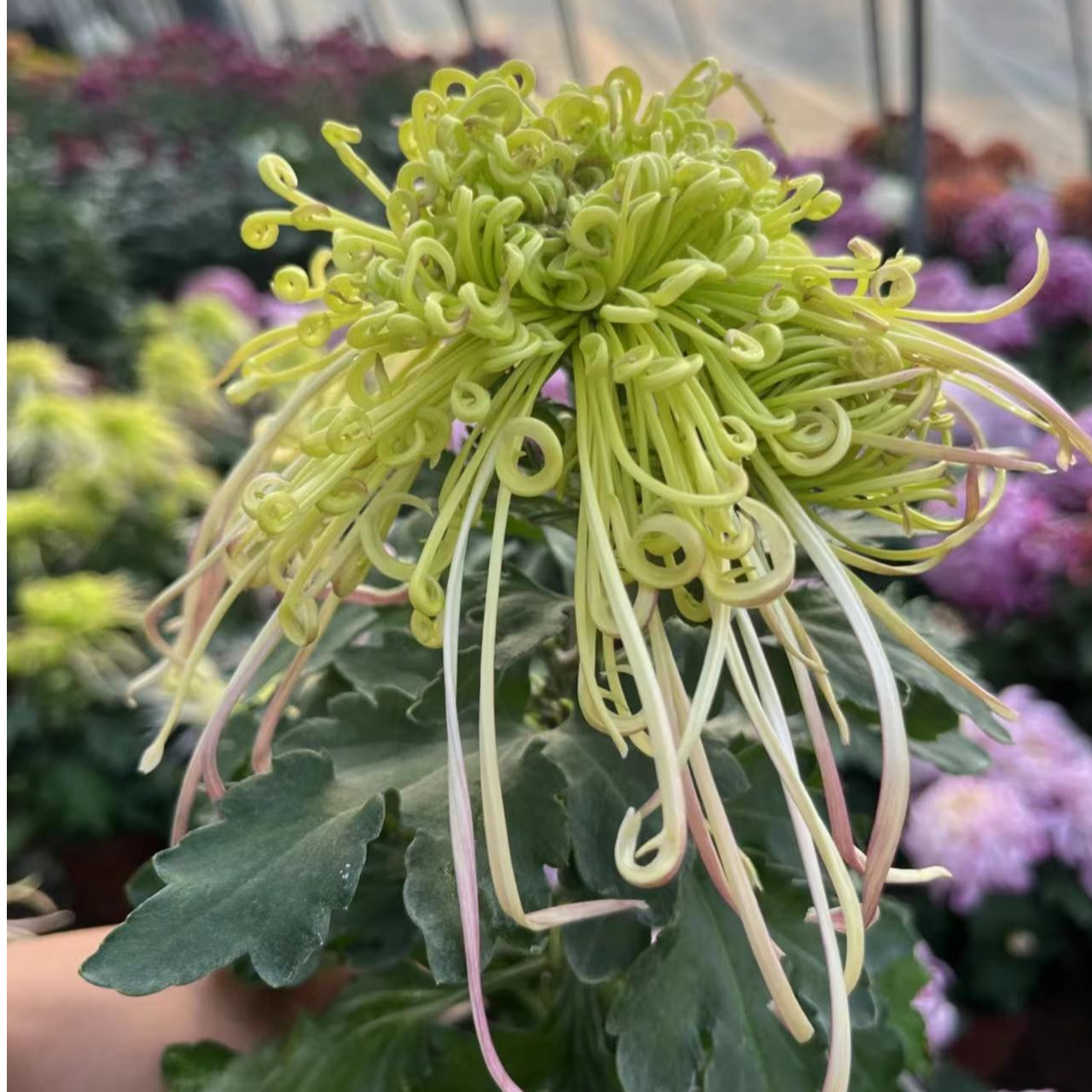 原盆【盘龙碧玉】九月菊花好养耐热耐寒稀有大花秋冬四季多年生