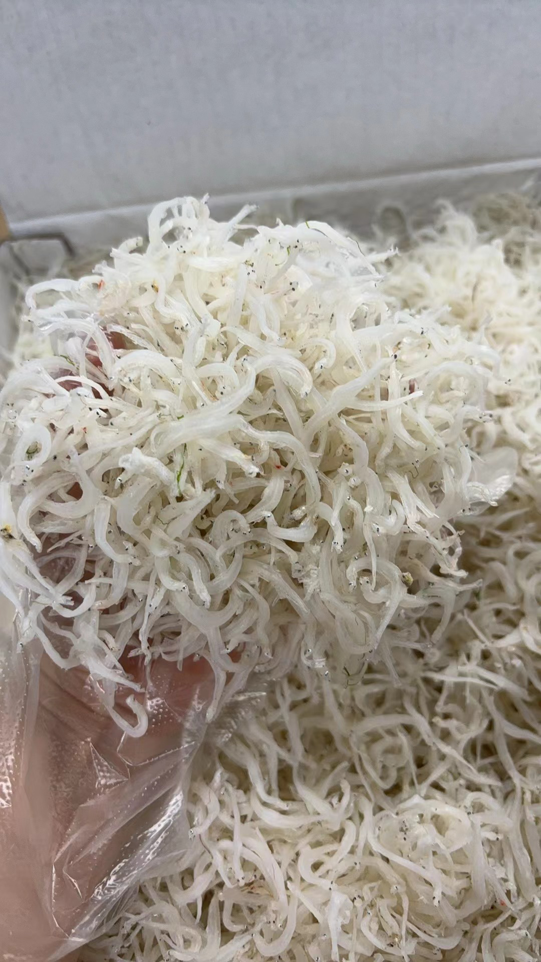 新货白银鱼 淡干 