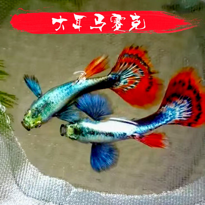 【精品大耳朵马赛克】6对公母搭配小型混养孔雀鱼繁殖好养