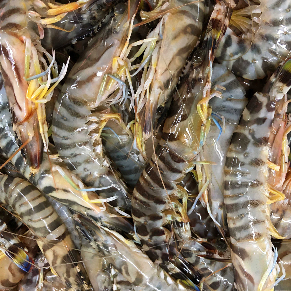 4盒送1盒净重2.5斤一斤35-40头竹节虾斑节虾九节虾花虾速冻发货