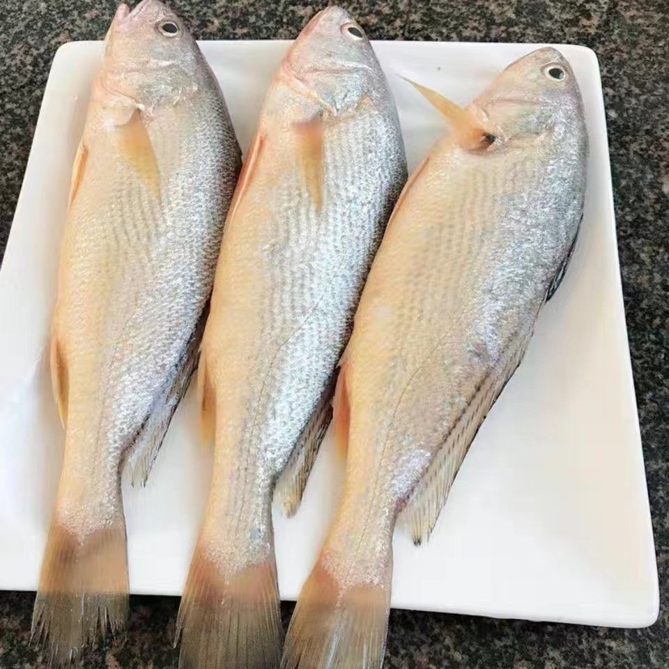 黄姑鱼，一条一斤，5斤，又叫春子，顺丰冷链包邮