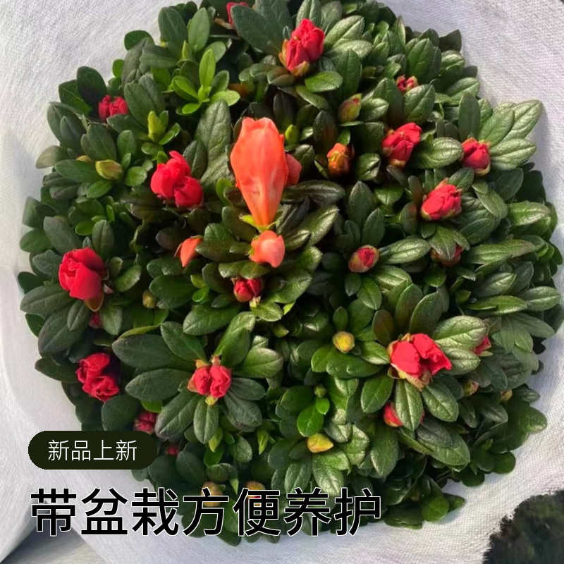 双色杜鹃花盆栽四季开花四季常青室内室外阳台花卉绿植盆景