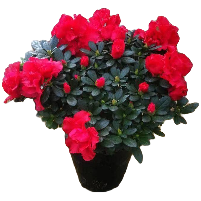 五年苗杜鹃花盆栽四季开花四季常青室内室外阳台花卉绿植盆景四季