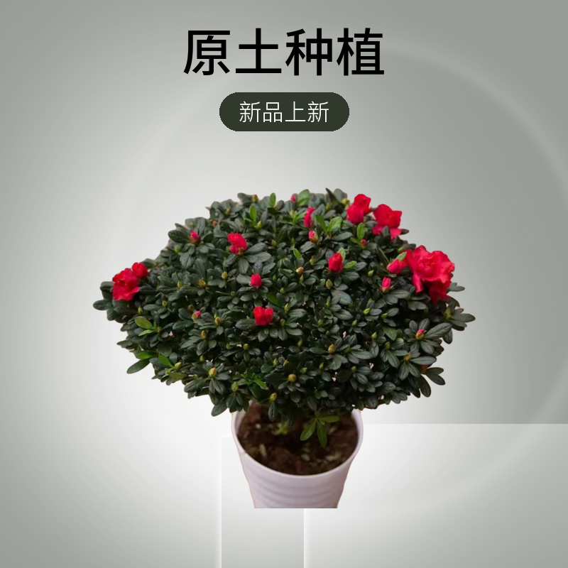 杜鹃花盆栽四季开花四季常青室内室外阳台花卉绿植盆景