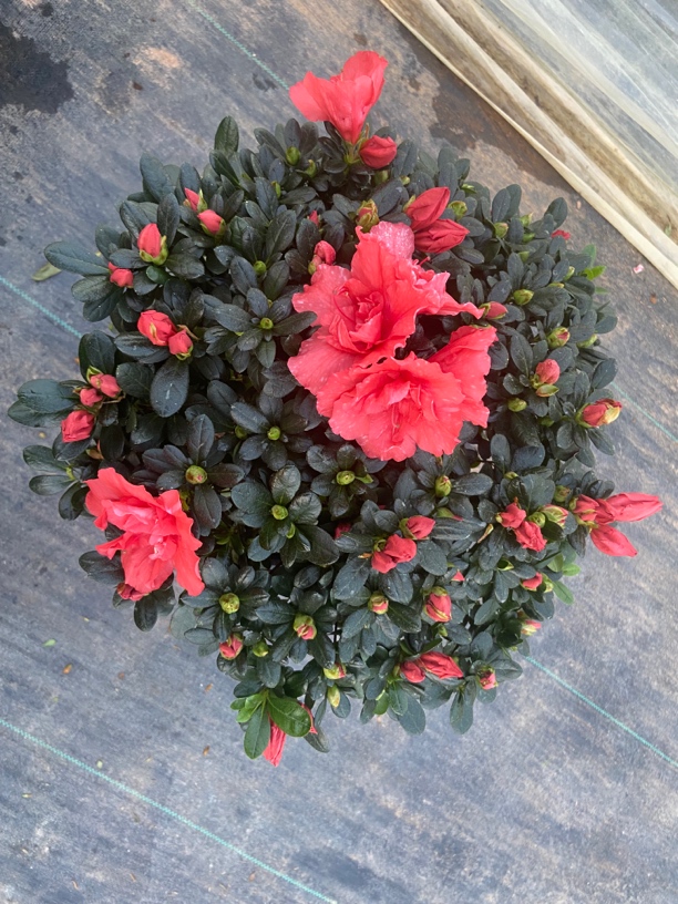 胭脂红杜鹃花盆栽四季开花室内室外阳台花卉绿植盆景