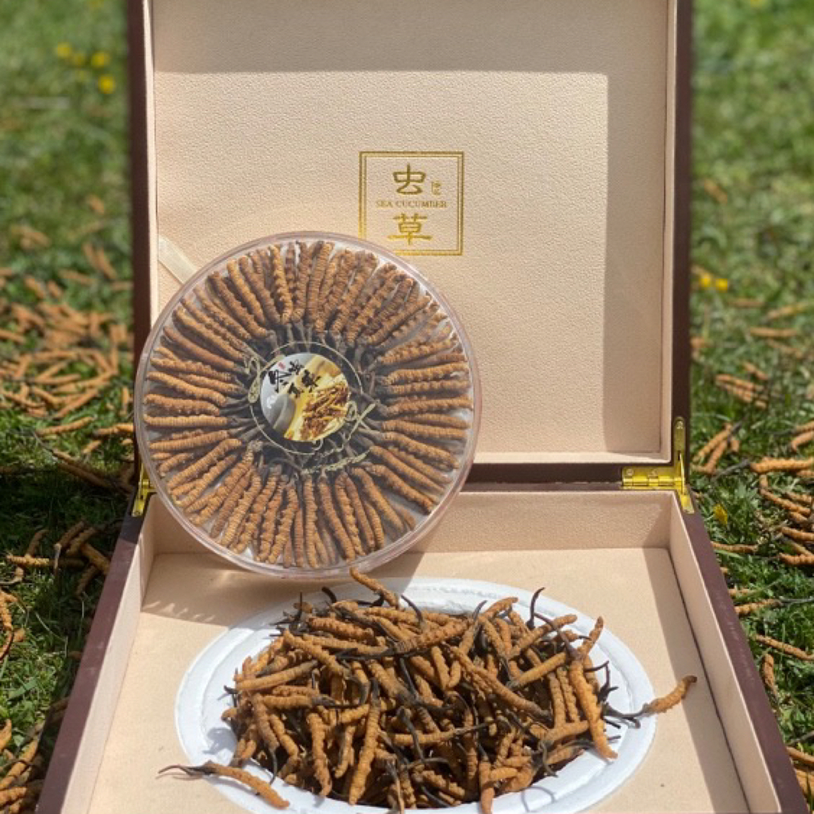 藏地九哥【干草100根】饱满食用滋补甄选泡水