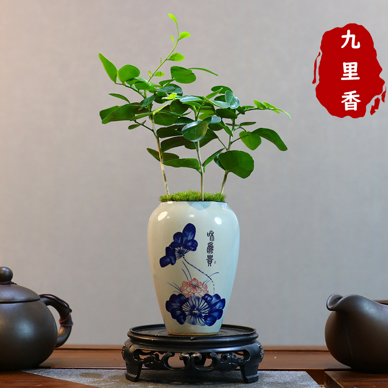 九里香带陶瓷盆栽中式盆景室内办公室书房植物四季常青花卉绿植