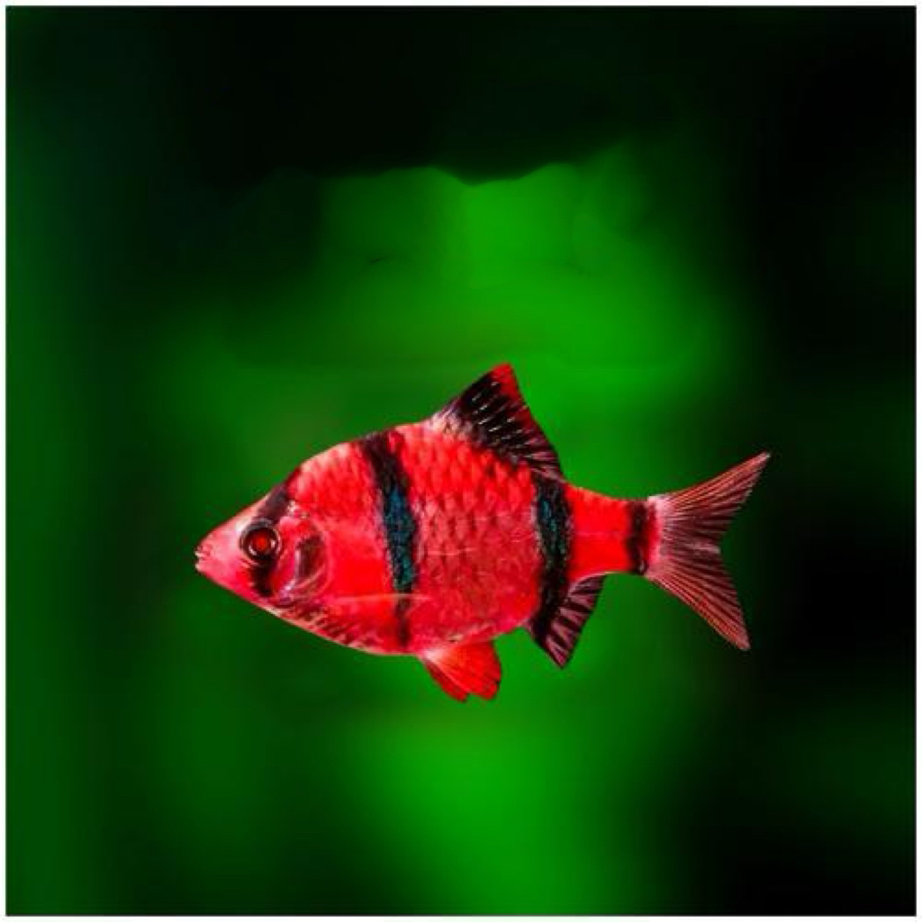 红纹虎皮热带鱼8条2cm+