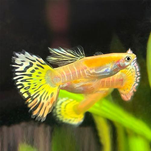 金老虎孔雀鱼5对2cm+