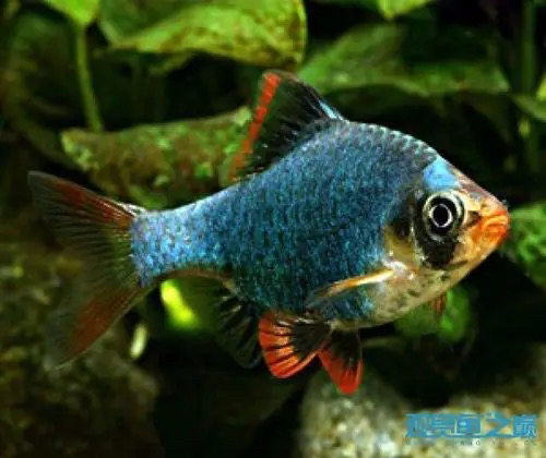 变色虎皮热带鱼8条2cm±