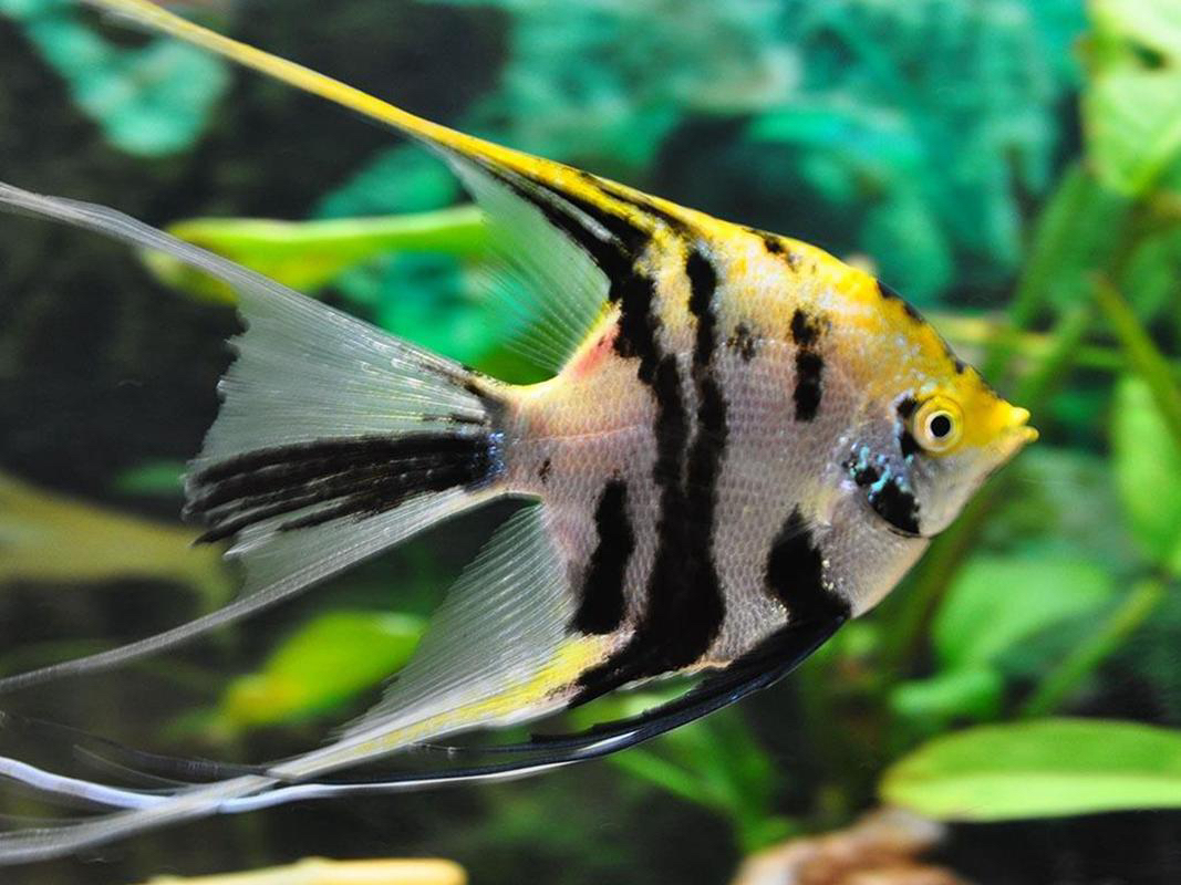 混搭燕鱼10条2cm+