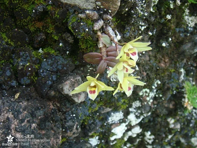 丹霞山韶关铁皮石斛种植可观赏可食用庭院室内绿植花卉