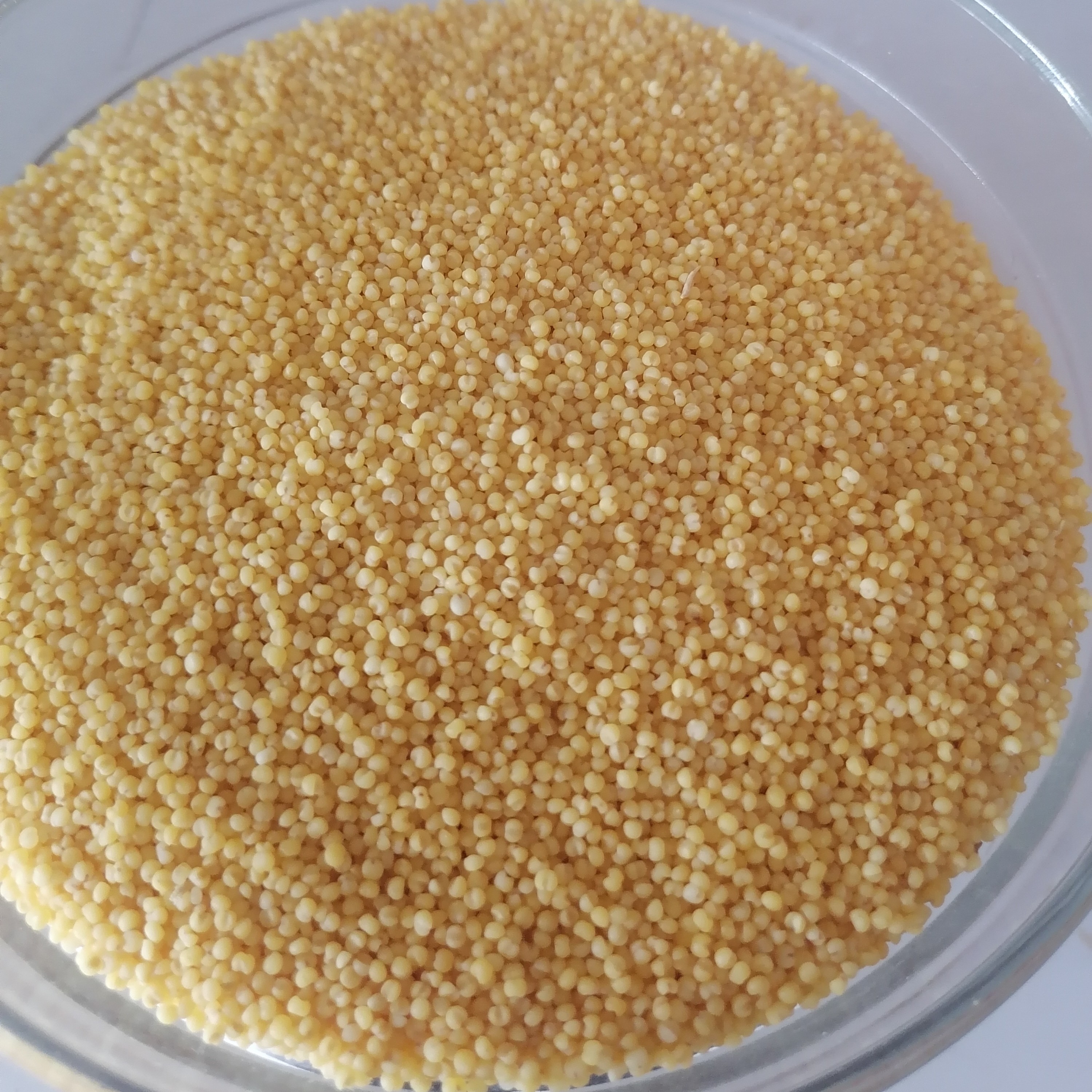 黑土地六谷遂小米5公斤袋装五谷为养臻享天年