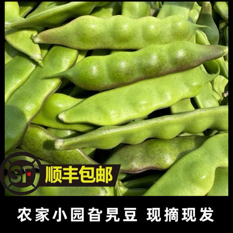 黑土地农家小园旮旯豆几豆股豆豆角现摘现发