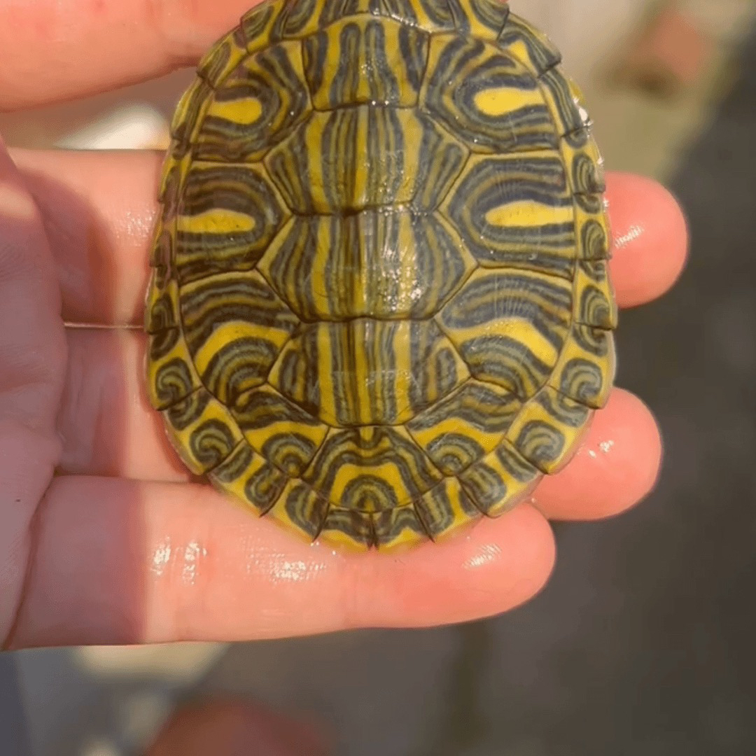  人工养殖格兰德彩龟宠物活体小乌龟直播链接