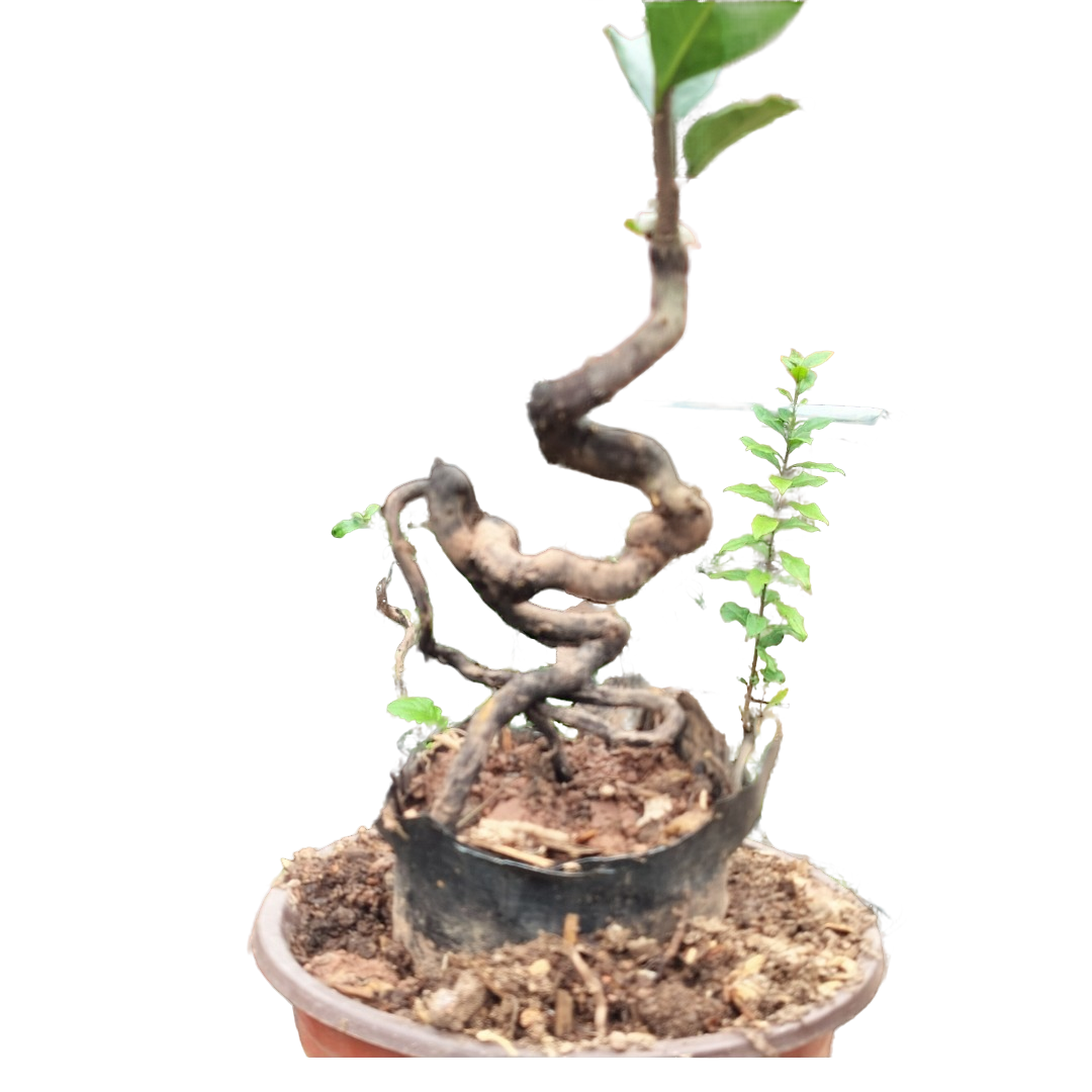 金弹子小品根艺直播间一物一拍