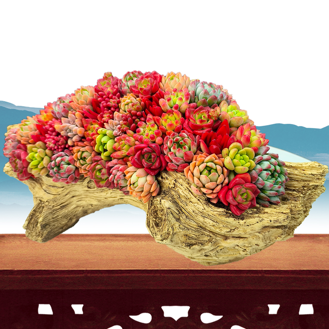 新品木桩造型组合系列多肉花盆栽多肉花卉多肉植物多肉盆栽多肉❤️