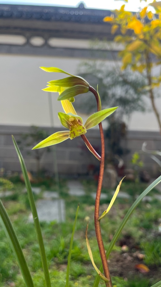 一片叶子，一生命；一株兰花，一世芳”