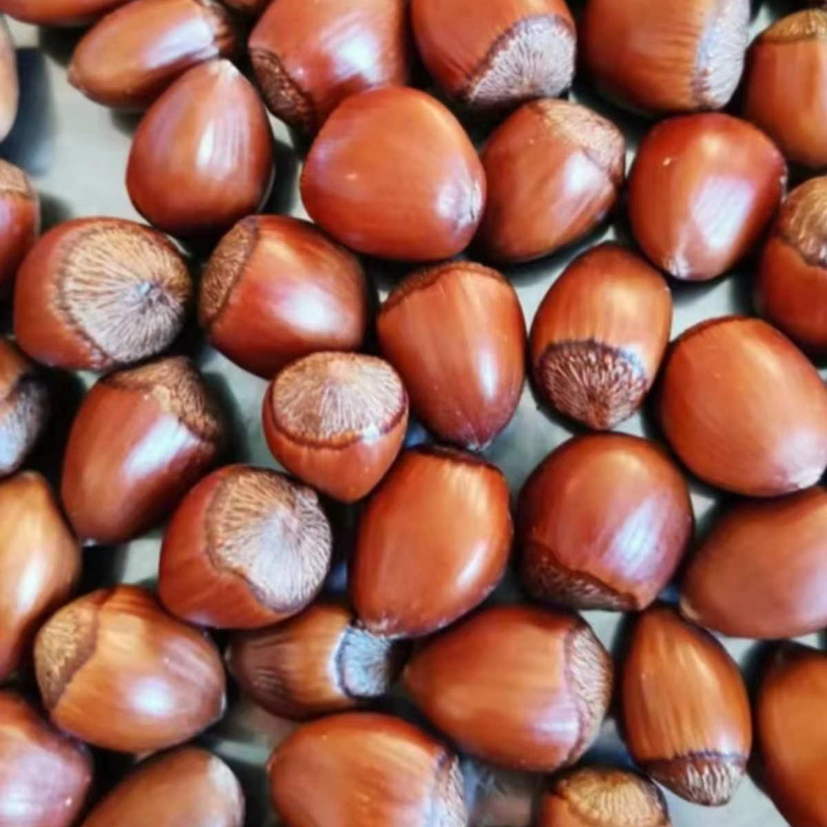 东北玉坠薄皮榛子皮薄香酥产地直发
