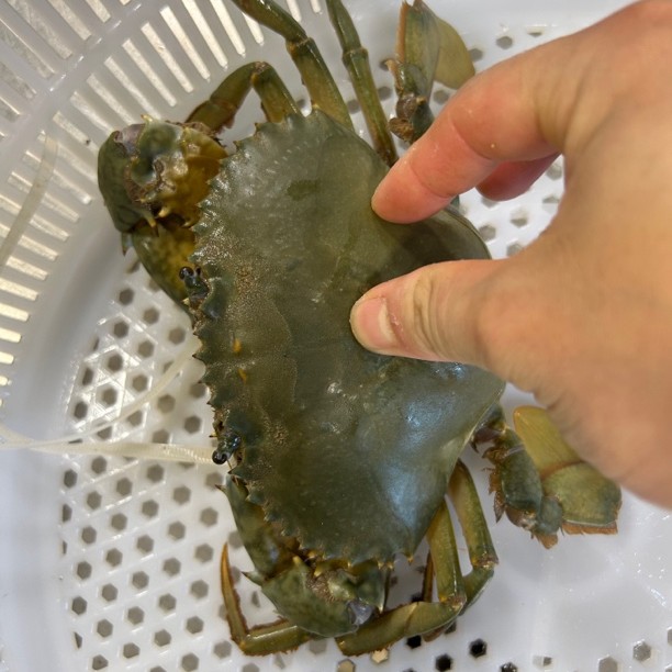 浙江宁波 本地红膏青蟹 现场改价链接 500克起发 到家包活