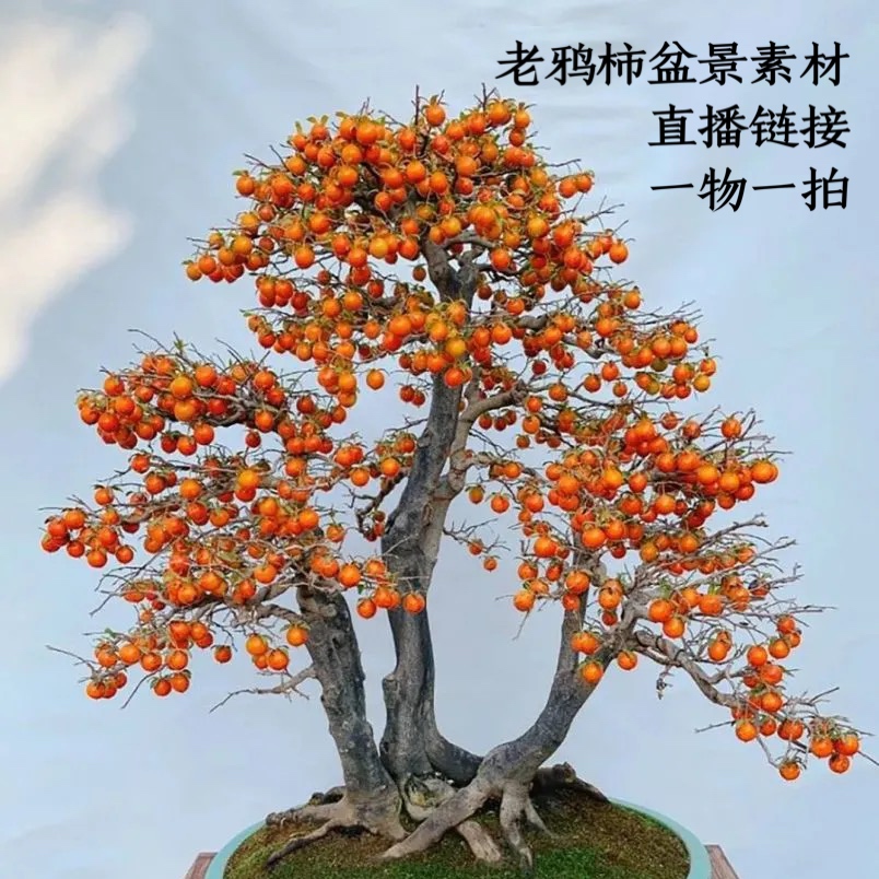 老鸦柿盆景素材，造型盆景