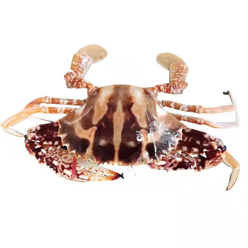 野生海捕特大红花蟹 保鲜不包活江浙沪皖以外低温冷冻发货