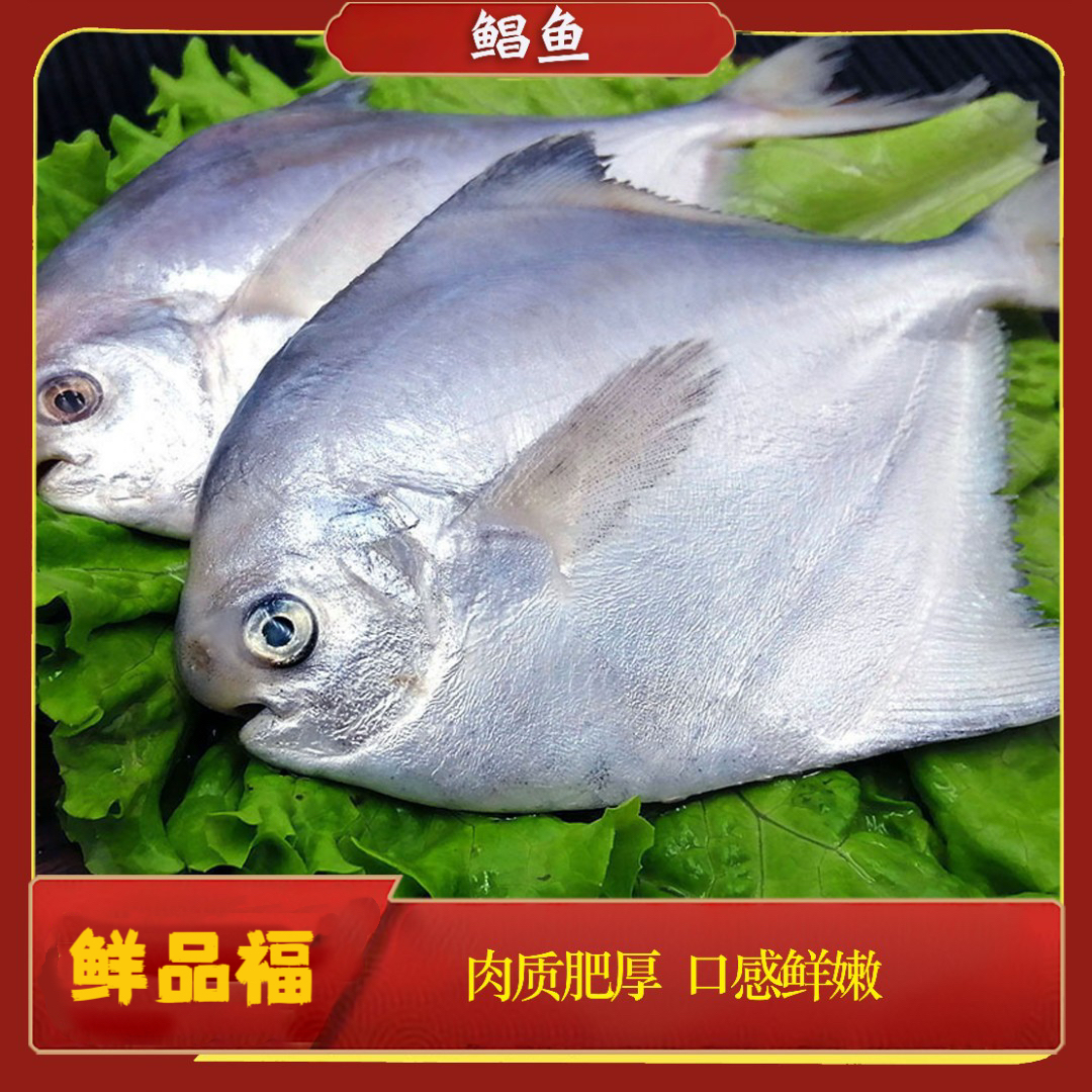 新鲜热气东海鲳鱼 0.75-1斤/ 条全国新鲜热气发货DB