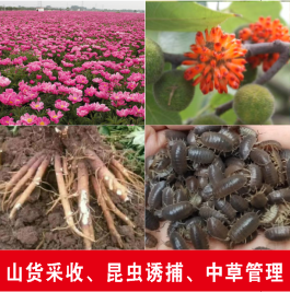 山货回收中草种植管理教学