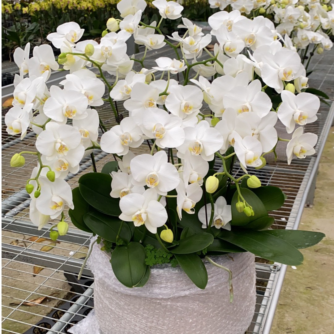  【阿玛】  3.5寸加高杯 出剑苗2-3个花剑