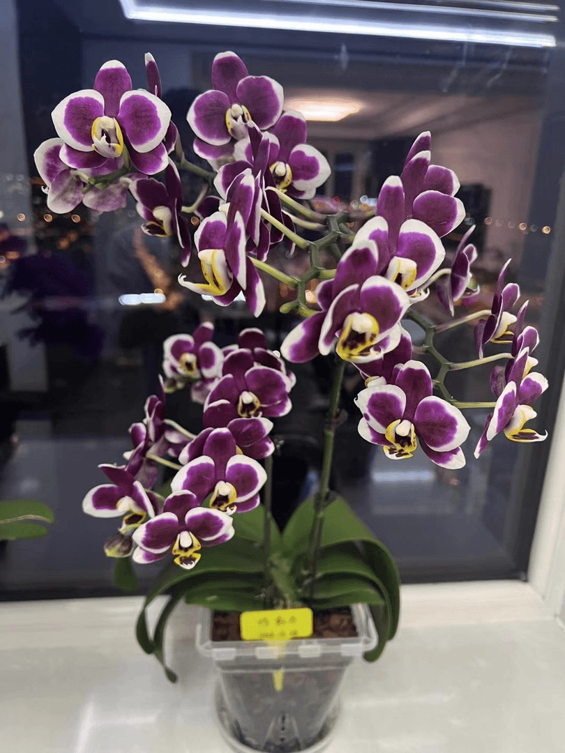 【巧克力】3.5寸加高杯 蜡质花 带花剑花期半年 成熟