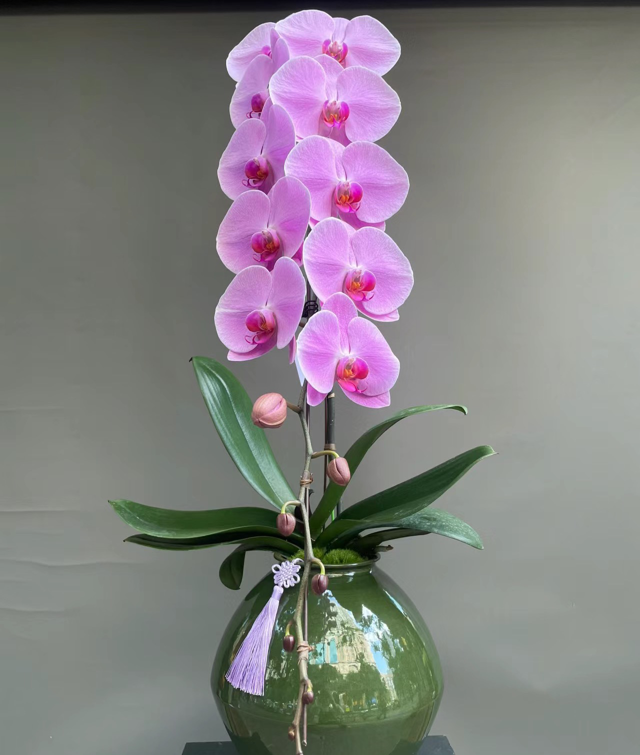 【粉冠军】花苞株3.5寸加高杯 超大粉花 