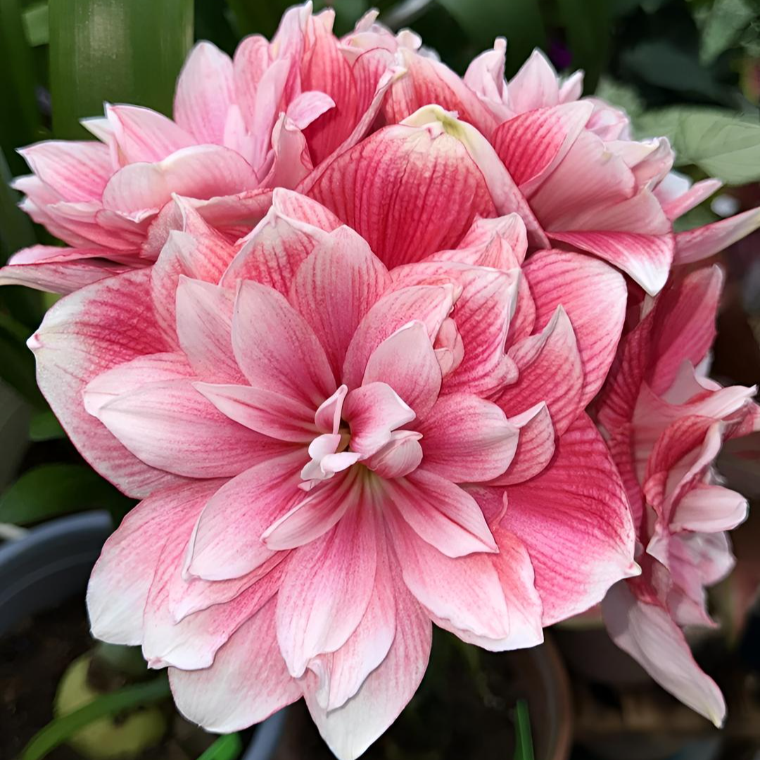 双梦 朱顶红 包对版