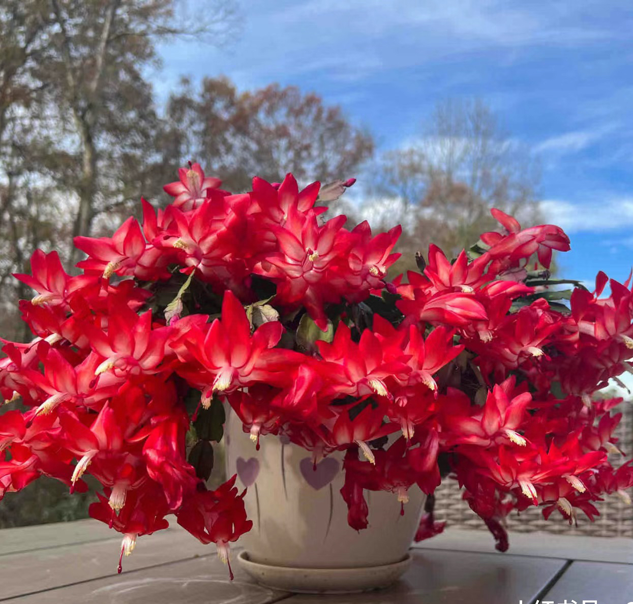 蟹爪兰大爆盆带花苞发货特大盆原盆发货