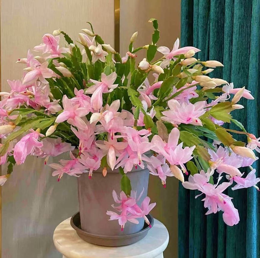 进口精品新白玛丽蟹爪兰带花苞稀缺品种大爆棚原盆土不动根系发货