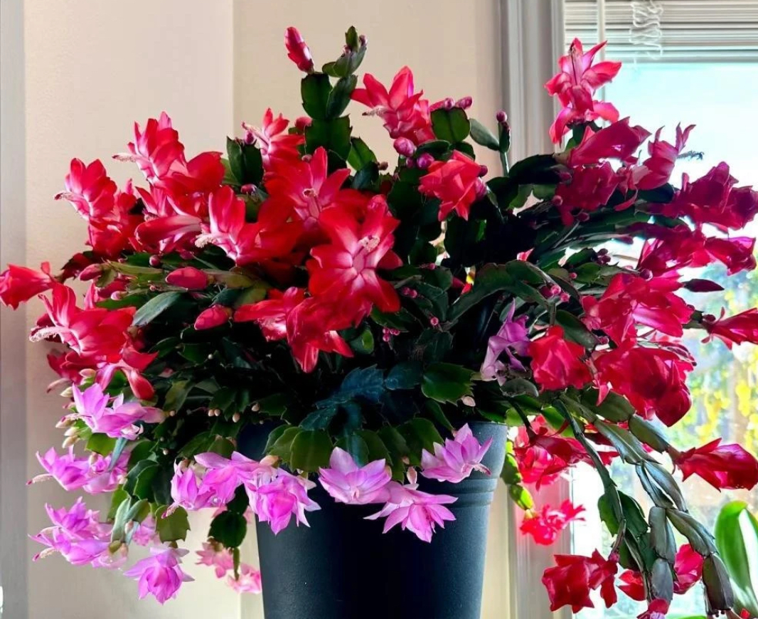 进口杰西卡红色系列有的带一颗其他色蟹爪兰带花苞发货