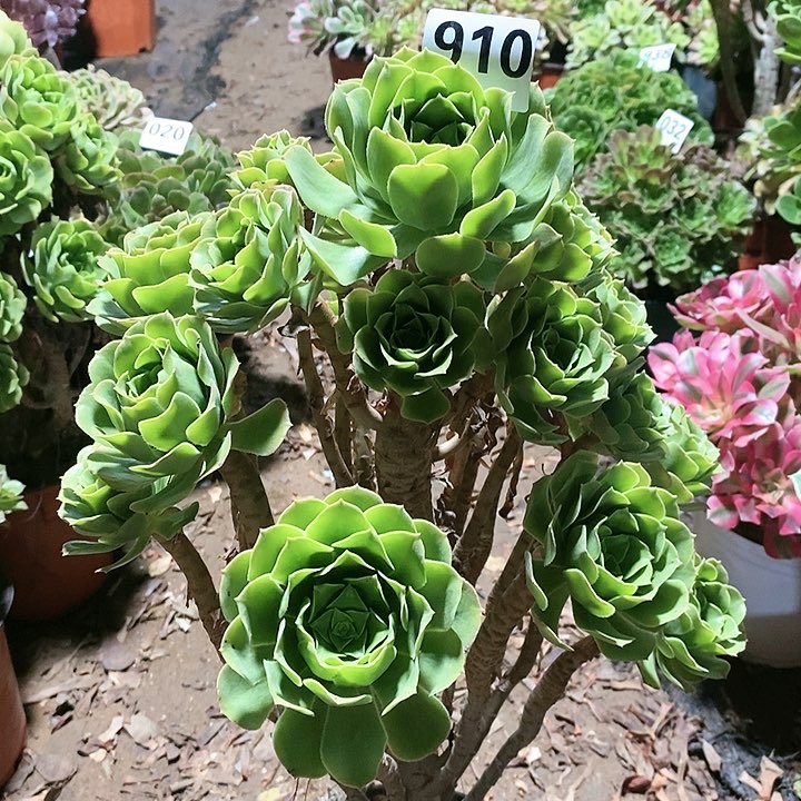 M****青法师植物12345678
