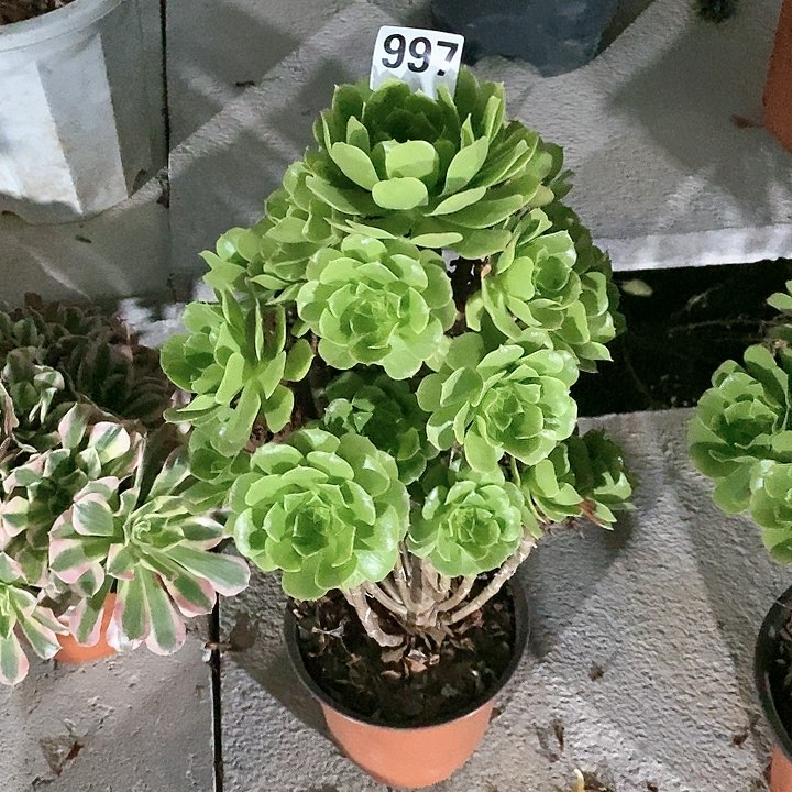 法师植物12345678