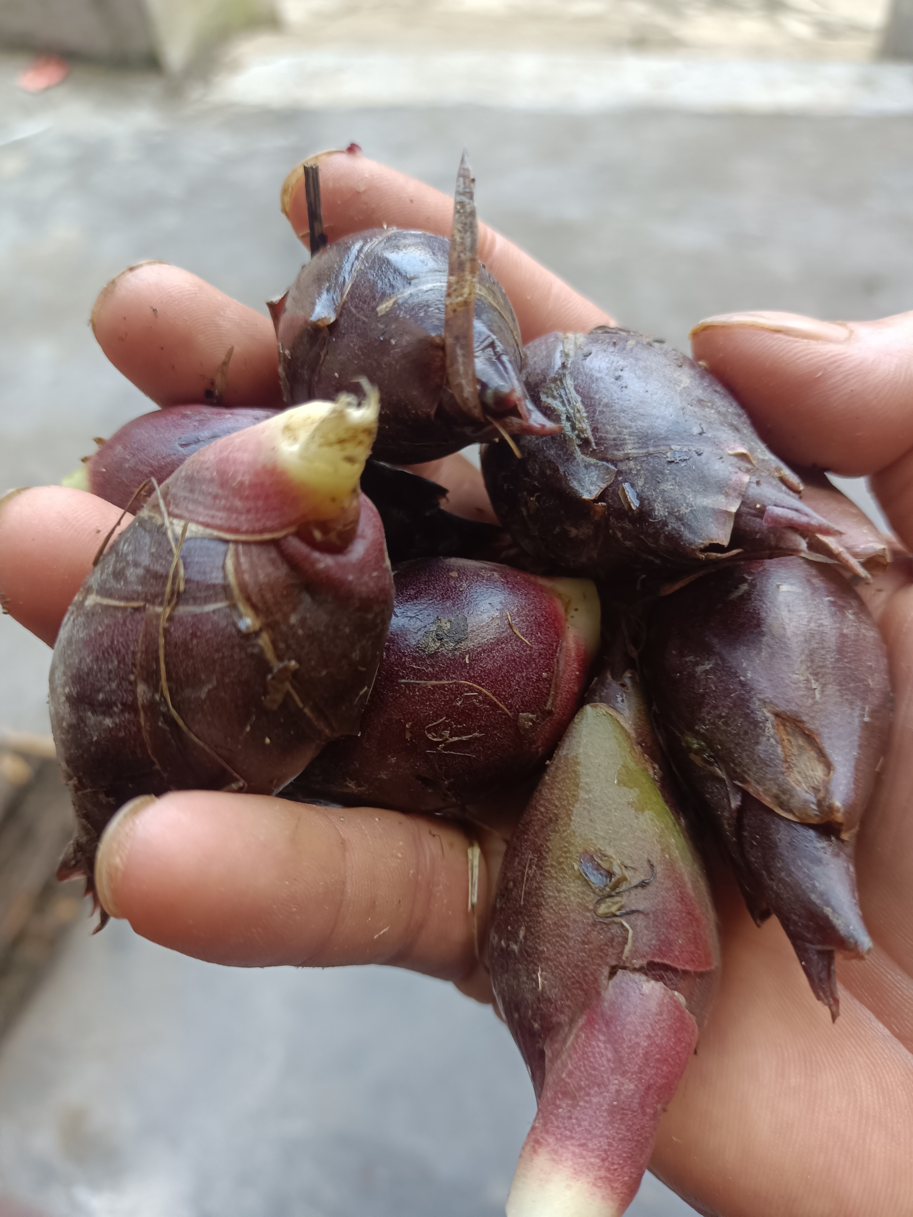 湖南 本地洋荷 老品种洋荷 农户自家新鲜洋荷姜 鲜嫩脆  包邮