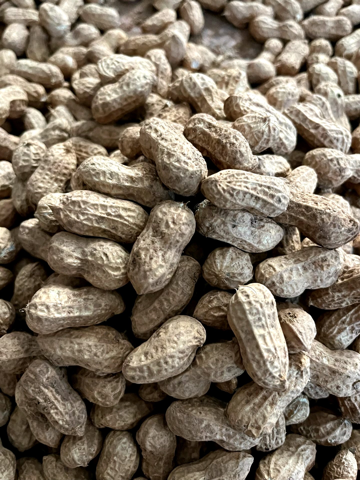 新鲜带壳湿花生现挖现发可生吃水煮当季美味辣椒